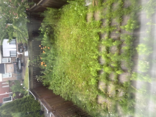 Lawn restoration before